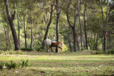 Atlı kadın gibi giyinmiş genç bir kadın, ormanın ortasında beyaz yeleli güzel kahverengi atıyla koşuyor. Konsept hayvanlar, at binme, binicilik, at binme.