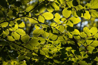 Şafak vakti güneşin ışınları tarafından delinen kayın yaprakları ışığın altından görülüyor. Doğa, bitkiler, güneş, bitki örtüsü.