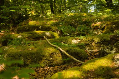 Işık ve gölge arasındaki yemyeşil bir ormanda yeşil yosun dolu taşlar. Doğa, orman, nem, bereket kavramı.