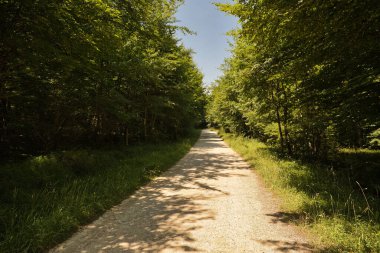 Doğada yürüyüş ve yürüyüş için ideal, yemyeşil bir ormanla çevrili küçük taş patika. Kavram yolu, patika, dağ, doğa.