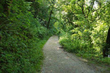 Doğada yürüyüş ve yürüyüş için ideal, yemyeşil bir ormanla çevrili küçük taş patika. Kavram yolu, patika, dağ, doğa.