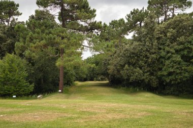Doğa yürüyüşü ve yürüyüş için ideal ağaçlarla çevrili açık yeşil çimen tarlası. Doğa kavramı, yürüyüş, kırsal, dağ.