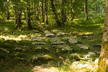 Işık ve gölge arasındaki yemyeşil bir ormanda yeşil yosun dolu taşlar. Doğa, orman, nem, bereket kavramı.