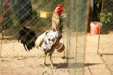 Horoz çiftlikte yürüyor. 