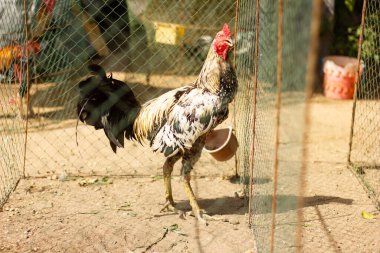 Horoz çiftlikte yürüyor. 