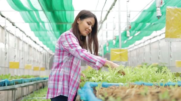 Asyalı Kadın Çiftçiler Organik Sebze Yetiştirir Evdeki Organik Tarım Kavramına — Stok video