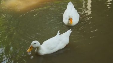 Deniz mavisi familyasındaki kümes hayvanları kavramı. Sarı gagalı beyaz ördek gölette yiyecek arıyor. Doğal ördek çiftliği.