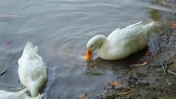 속하는 가금류의 부리흰 오리는 먹이를 연못에 — 비디오