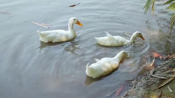 家庭での鶏の概念 黄色いアヒルが池の中で食べ物を探しています 鴨の養殖 — ストック動画