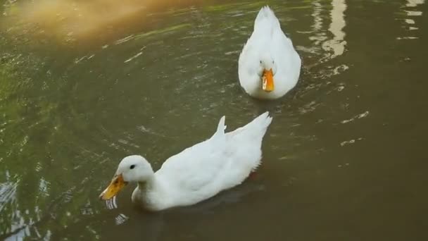 家养家禽的概念 这只黄嘴的白鸭在池塘里觅食 天然鸭养殖 — 图库视频影像