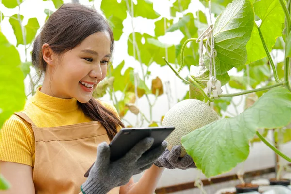 Gyönyörű Ázsiai Női Farmer Japán Dinnye Mézdinnye Vagy Sárgadinnye Minőségének — Stock Fotó