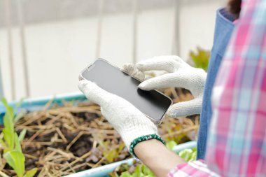 Asyalı bir kadın çiftçinin fotoğraf çekmek ve seranın içindeki organik sebzelerin kalitesini kontrol etmek için akıllı telefon kullandığı yakın plan bir fotoğraf. Modern tarım teknolojisi. Kadın işyeri sahibi..