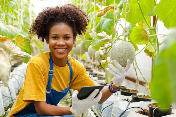 Hermosa Mujer Afroamericana Sonriente Agricultura Sosteniendo Tableta Comprobar Melones Japoneses —  Fotos de Stock