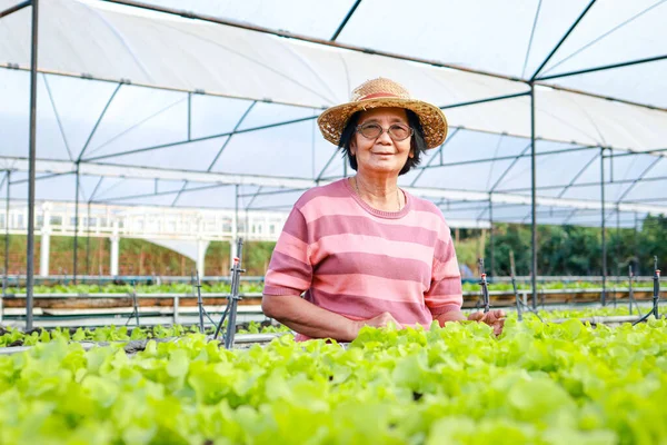 Asijské Starší Žena Nosí Klobouk Aby Zemědělská Farma Pěstovat Ekologický — Stock fotografie