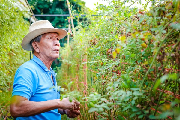 Asijský Starší Muž Kloboukem Make Organic Farming Tomato Farm Walking — Stock fotografie