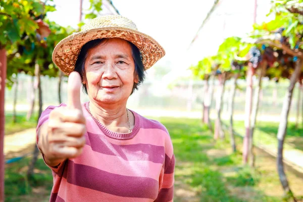 Portrét Postarší Asijské Ženy Ukazující Palce Nahoru Stojící Vinné Farmě — Stock fotografie
