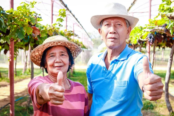Portrét Staršího Asijského Páru Ukazujícího Palce Nahoru Stojící Vinné Farmě — Stock fotografie
