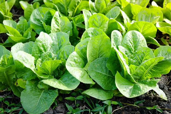 Fresh Organic Lettuce Grown Soil Vegetable Garden Clean Beautiful Greenhouse — Stock Photo, Image