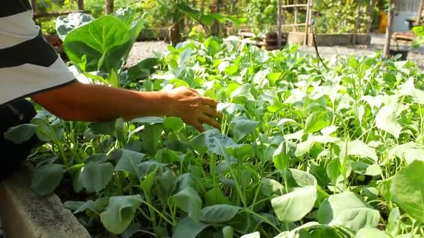 アジアの農家フィールド内のケールの品質を検査します 農業の概念 キッチンガーデン 有機食品 一人で食べる野菜の栽培 — ストック動画