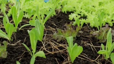 Organic lettuce or green lettuce is planted in an outdoor greenhouse. Agricultural concepts for healthy food. organic vegetables