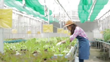 Asyalı kadınlar modern bir serada toprakta organik marul yetiştirirler. Tarım, temiz sebze, güvenlik, sağlıklı gıda kavramı