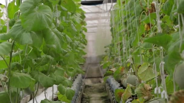 Los Melones Están Gran Invernadero Cerca Época Cosecha Concepto Agricultura — Vídeos de Stock
