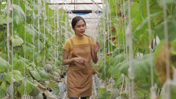 Asian Woman Doing Organic Farming Growing Melons Closed Greenhouses Walk — Stock Video