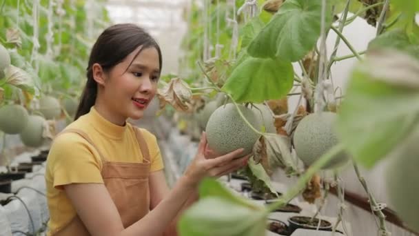 Mujer Asiática Haciendo Agricultura Ecológica Cultivando Melones Invernaderos Cerrados Camine — Vídeos de Stock