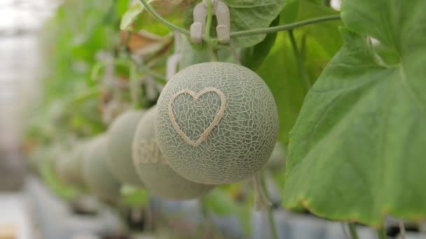Melone Verde Modello Cuore Nella Grande Serra Vicino Momento Del — Video Stock