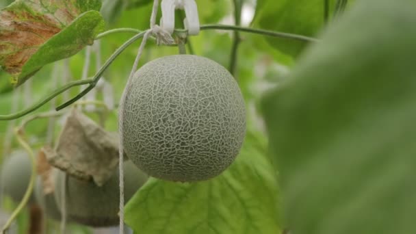 Les Melons Sont Dans Une Grande Serre Vers Moment Récolte — Video
