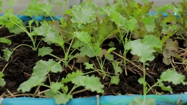 Organic Lettuce Green Lettuce Planted Outdoor Greenhouse Agricultural Concepts Healthy — Stock videók