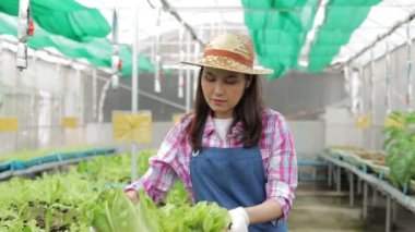 Organik tarım yapan Asyalı bir kadın serada sebze yetiştiriyor. Elinde tahta bir sandık marul tutuyor, mutlu bir şekilde gülümsüyor. Tarım sektörü konsepti. organik tarım.
