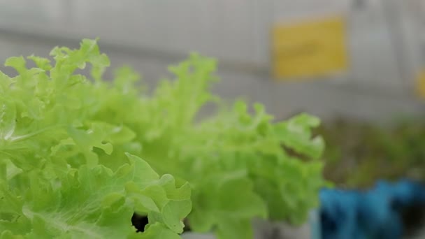 Organic Lettuce Green Lettuce Planted Outdoor Greenhouse Agricultural Concepts Healthy — Stockvideo