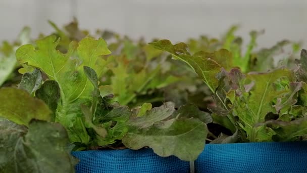 Organic Lettuce Green Lettuce Planted Outdoor Greenhouse Agricultural Concepts Healthy — Stok video