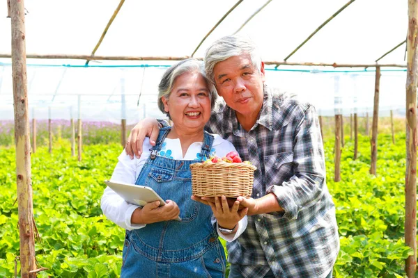Feliz Pareja Ancianos Asiáticos Sonrientes Pie Granja Fresas Sosteniendo Una — Foto de Stock