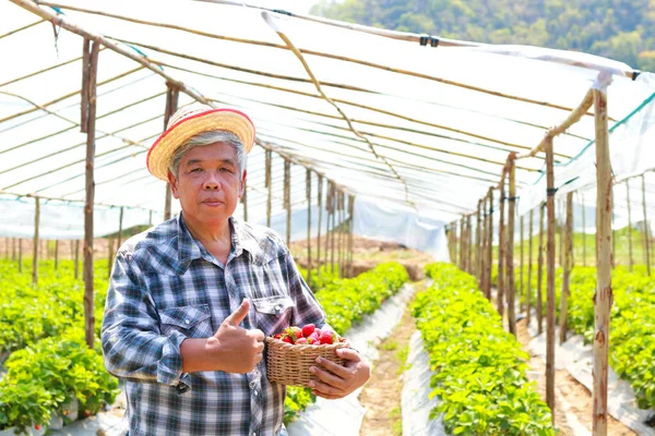 Portrét Staršího Asijského Muže Stojícího Jahodové Farmě Ruce Dřevěný Koš — Stock fotografie