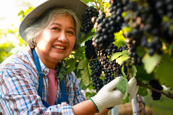 Starší Asijské Farmářky Obhospodařují Vinice Venkově Aby Vyráběly Kvalitní Víno — Stock fotografie