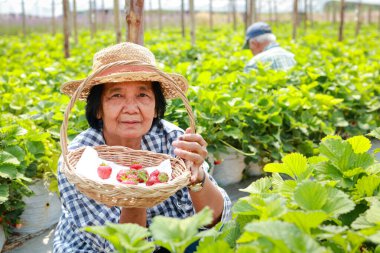 Çiftlikte oturan yaşlı bir kadın çiftçi elinde bir sepet çilek tutuyor. Tarım çiftliğini gezen Asyalı yaşlı bir kadın. organik tarım kavramı