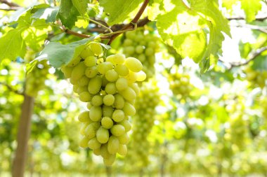 Çok sayıda yeşil üzüm, müşterilere satmak için kesme zamanına yakın asmada bulunuyor. Modern tarım kavramları.