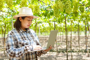 Üzüm bağındaki Asyalı kadın çiftçi tarımsal verileri kaydetmek için dizüstü bilgisayar kullanıyor. Teknoloji kullanma kavramı. Tarım işi. tatlı meyve