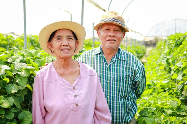 Portraits of elderly farmers, women and men. Farming strawberries in the countryside. Asian seniors touring an agricultural farm. organic agriculture concept