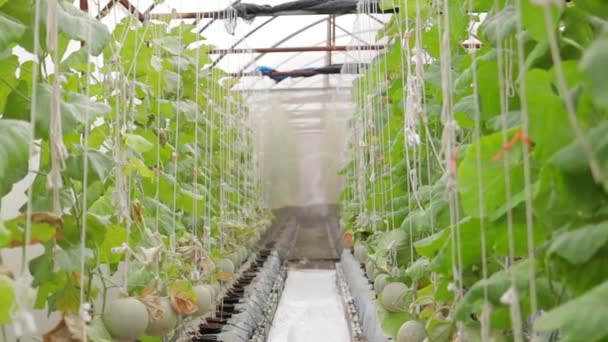 Die Melonen Stehen Kurz Vor Der Ernte Einem Großen Gewächshaus — Stockvideo