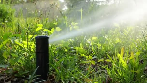 Aspersor Água Pulverizando Grama Jardim — Vídeo de Stock