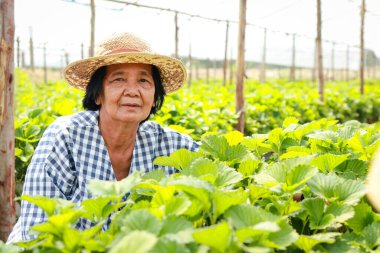 Asyalı yaşlı kadın kırsal bölgede çilek çiftliği yapıyor. Tarım turizmi. Emeklilik hayatı. Boşluğu kopyala