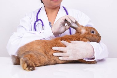 Bir veteriner küçük kahverengi tavşanın sağlığını inceliyor. Küçük memeliler. hayvan sağlığı