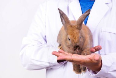Erkek veteriner, kahverengi tavşana sarılıp sağlığını kontrol eder. Hayvan konsepti. hayvan hastalığı tedavisi