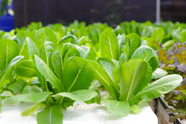 Lettuce Grown Hydroponics System Cultivation Plants Using Soil Using Nutrient — Stock Photo, Image