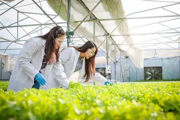Mezőgazdasági Kutatók Megvizsgálják Hidroponikusan Termesztett Salátát Egy Üvegházban Mezőgazdasági Technológiai Stock Fotó