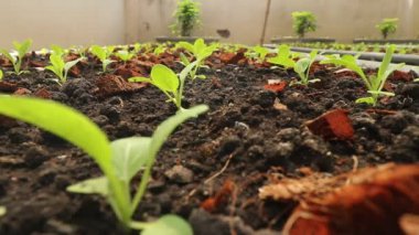 Parlak yeşil marul arsada yetişiyor. Organik sebze çiftliği. Gıda üretimi iş konsepti.