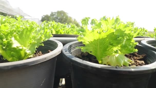 Pěstování Organické Zeleniny Půdě Černých Plastových Květináčích Čistá Čerstvá Bezpečná — Stock video